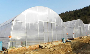 Plastic Film Greenhouse