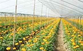 Flower Greenhouse