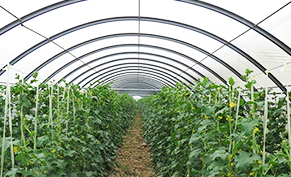 Vegetable Greenhouse