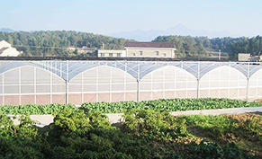 Multi-span greenhouse